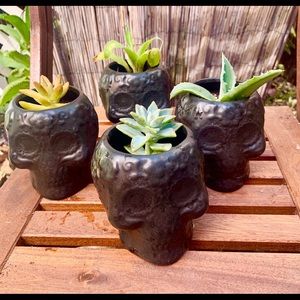 Skull Pots & Succulents